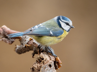 Grossbild-Blaumeise